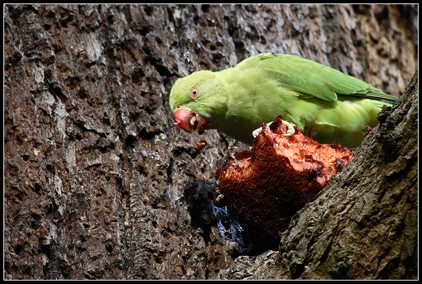 Wild Parakeet