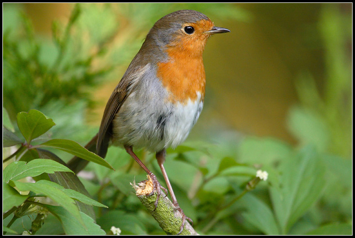 My Friend, The Robin