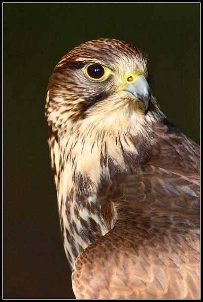 Female Merlin Portrait by nitsch on DeviantArt