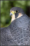 Peregrine Falcon Portrait by nitsch