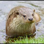 Eurasian River Otter