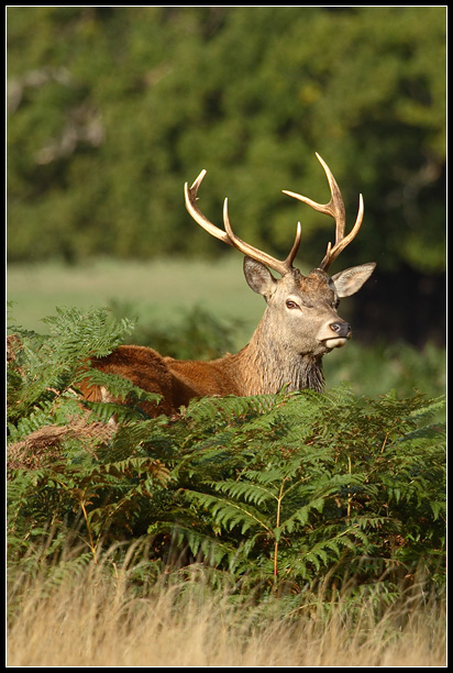 Red Deer Hiding In The Fern