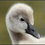 Cygnet Portrait