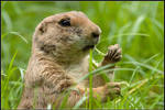 Black Tailed Prairie Dog by nitsch