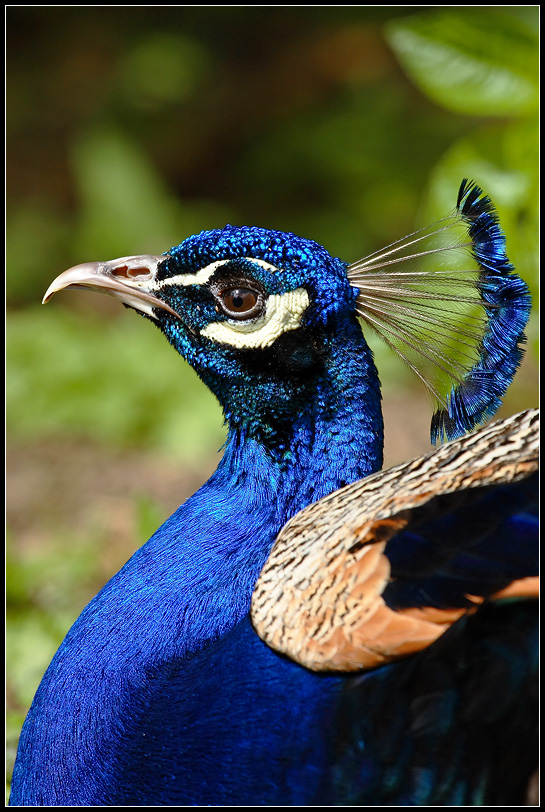 Peacock Portrait