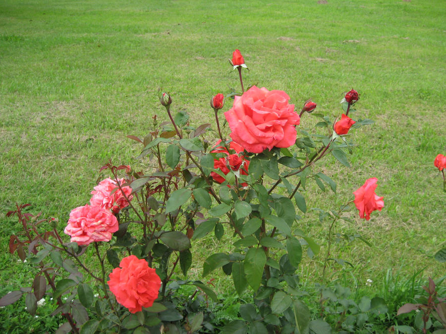 Happy Roses Vs Sad Roses sad roses by Vampbutterfly on DeviantArt