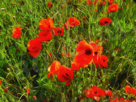 Poppies