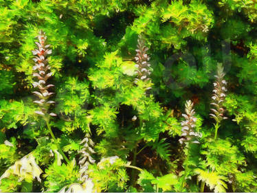 Acanthus Flowers