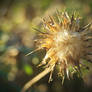 Dried Milk Thistle Sun