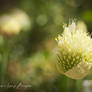 Spring Onion Flower