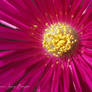 Trailing Iceplant