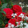 Red Roses