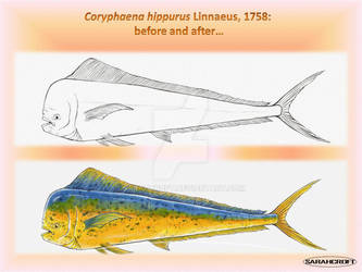 Coryphaena hippurus before and after_2012