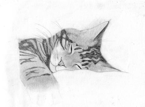 Sleeping Tabby Cat