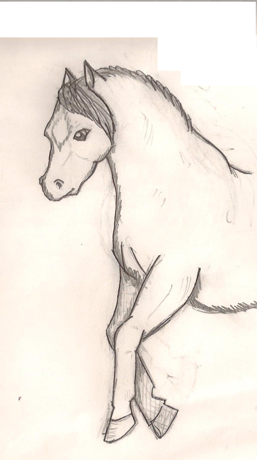 Horse Sketch