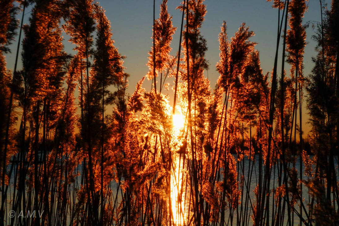 Sunlight through the reed plumes. by martinversluis1 on DeviantArt