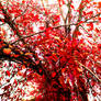 Red Tree