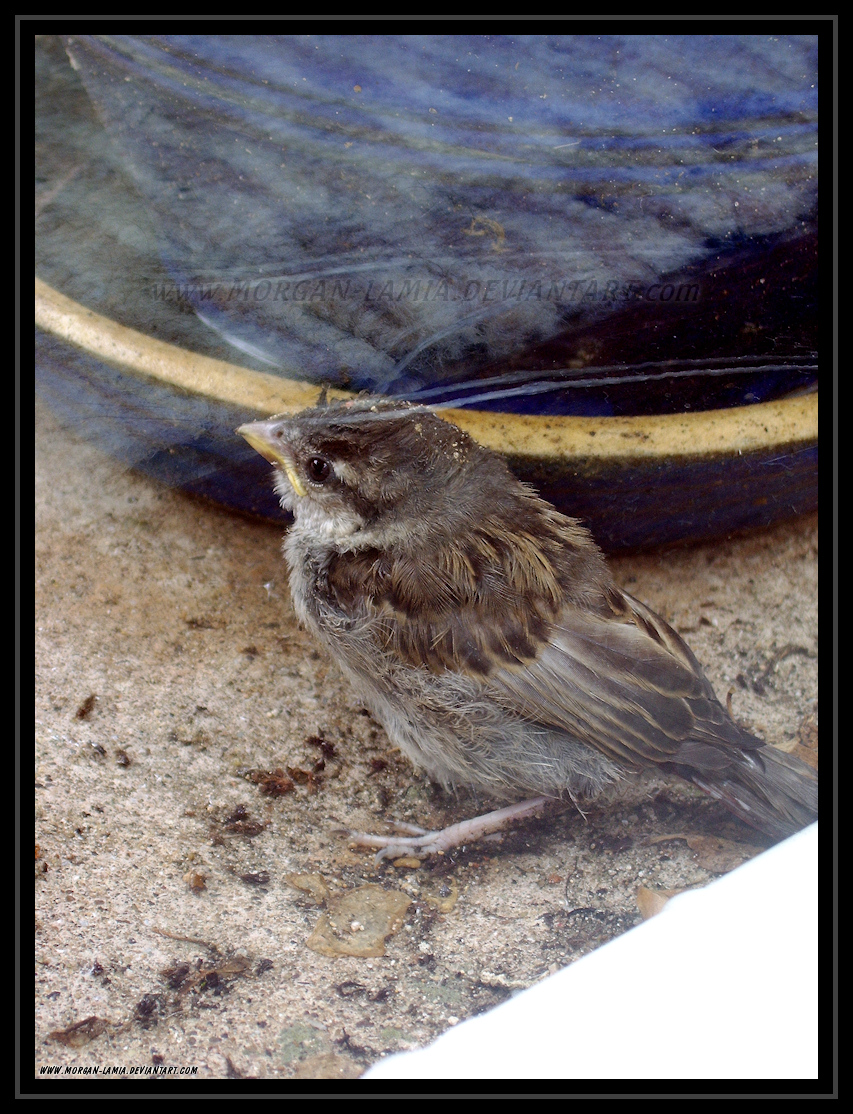 Baby House Sparrow