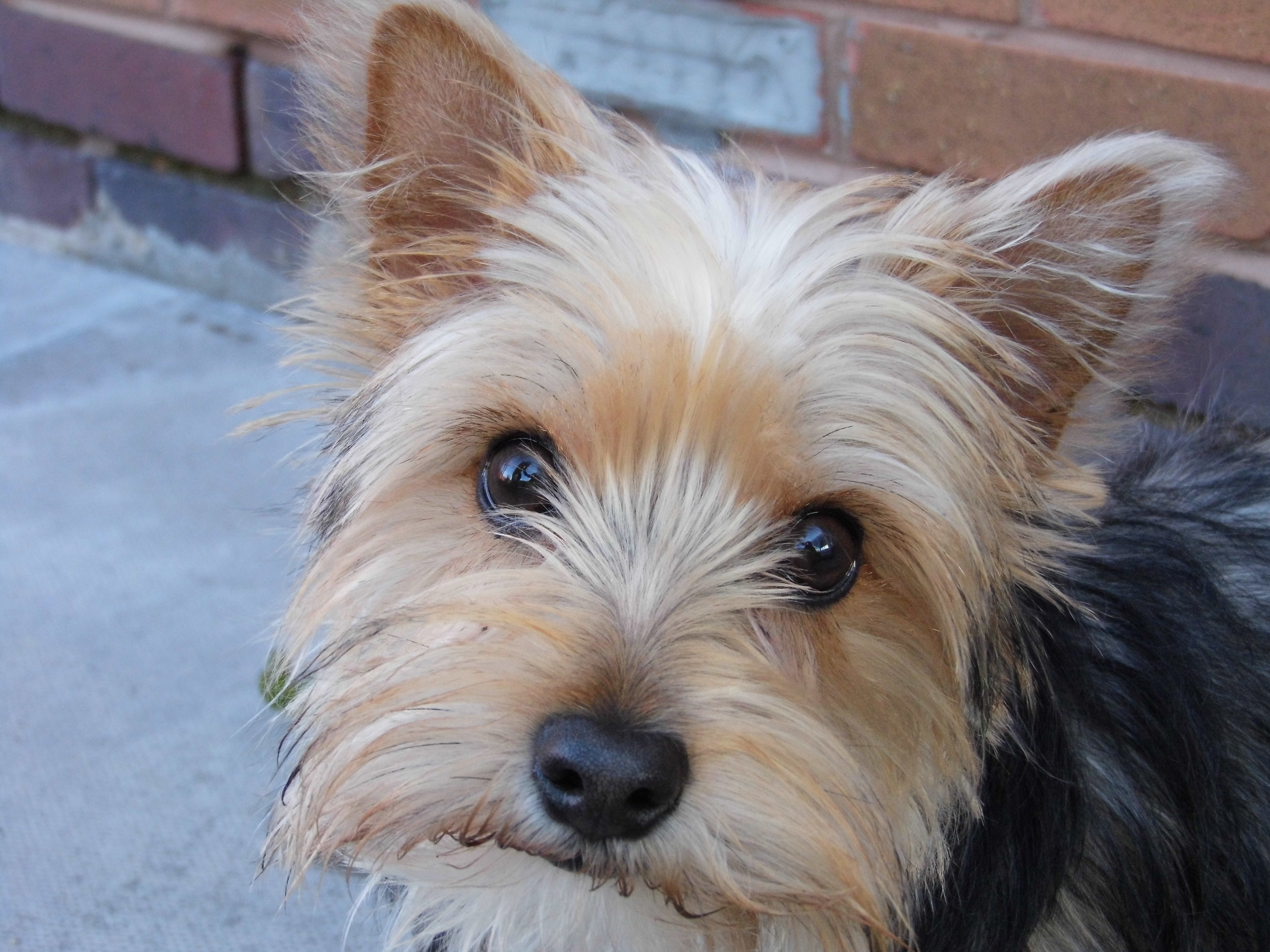 Yorkie-Westie Mix