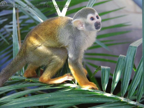 Squirrel Monkey