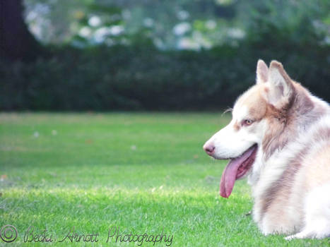 Brown Husky