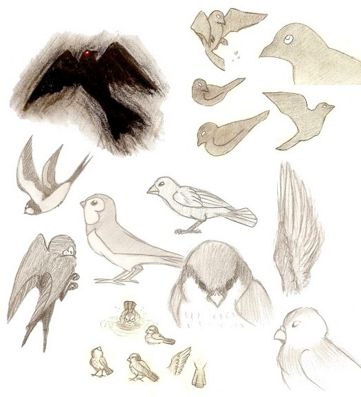 bird study