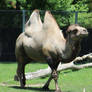 Camel 03