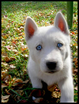 Beautiful blue eyes