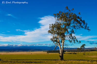 Tasmania