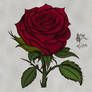 Rose - Red