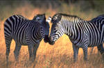 Zebras by AfricaTravelXtra