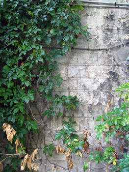 ivy wall