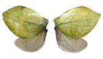 insect wings by Meltys-stock