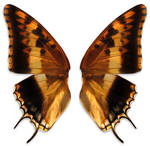 ambre wings by Meltys-stock