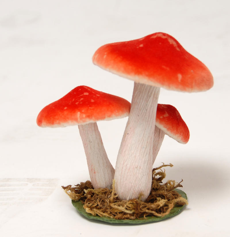 mushrooms by Meltys-stock