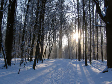 winter forest