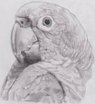 Parrot~ by Jessadraw