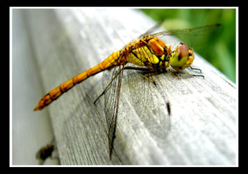 Dragonfly