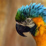 Blue-and-yellow Macaw