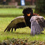 Bateleur