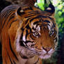 Sumatran tiger 2
