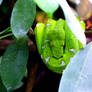 Emerald Tree Boa