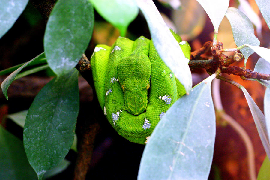 Emerald Tree Boa