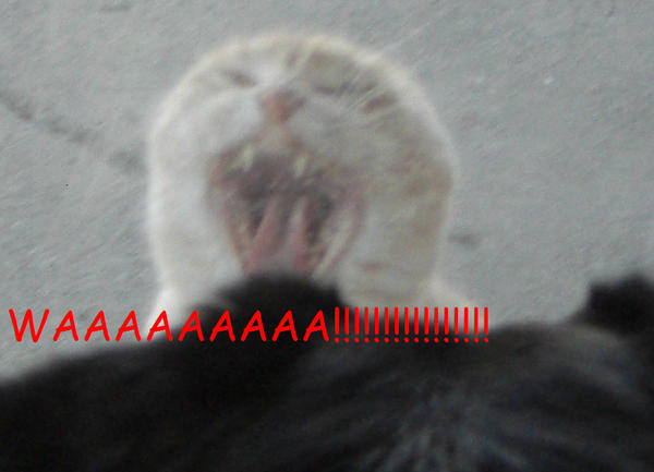 Say Waaa Cat says WAAAAA by Kamoria on DeviantArt