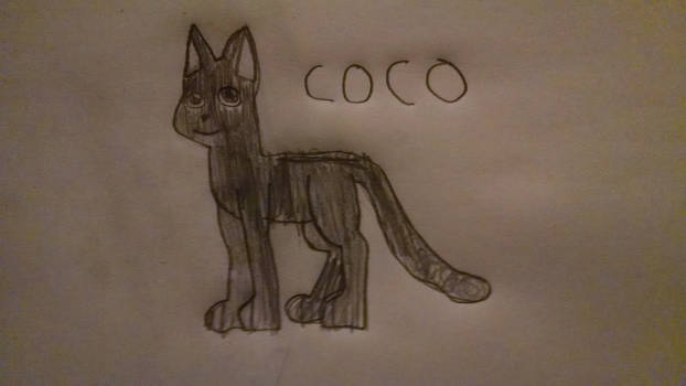 Coco The Cat