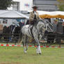 Dressage 02
