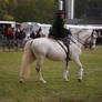 Dressage 04