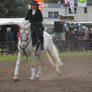 Dressage 06