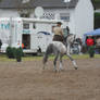 Dressage 09