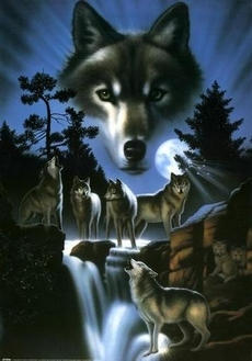 wolfs